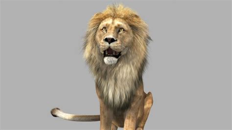 Lion animation 3D model animated rigged | CGTrader