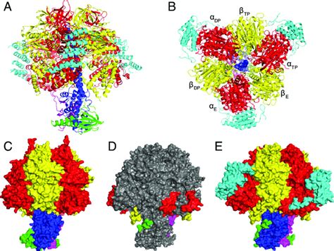 Structure Of The F Atpase From T Brucei The E And