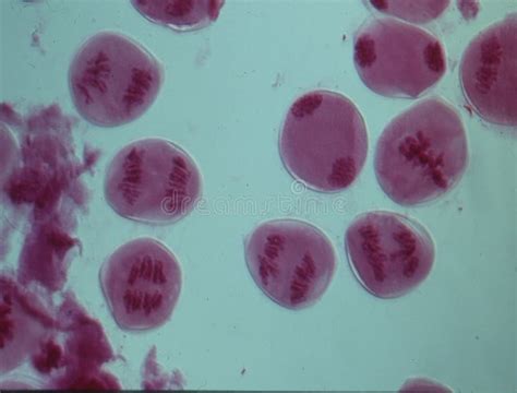 Chromosomes in the nucleus stock photo. Image of chromosome - 194440326