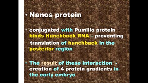 Development Of Drosophila Part V YouTube