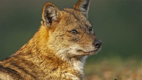 golden jackal Archives | RoundGlass | Sustain