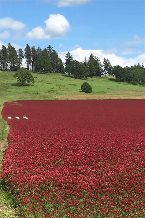 Crimson Clover - Pro Time Lawn Seed