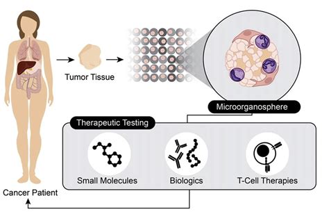 Immuno-oncology - Xilis