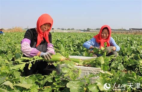 头茬沙窝萝卜喜获丰收农户讲解地头新浪新闻