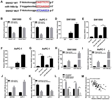 Long Non‑coding Rna Snhg7 Facilitates Pancreatic Cancer Progression By Regulating The Mir‑146b