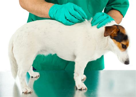 How to Get Rid Of Fleas for Good - Puppy Leaks