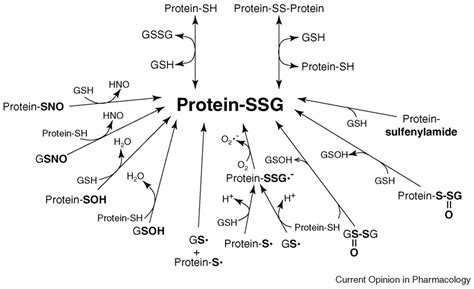 Antioxidants Free Full Text Glutathione And Glutaredoxin—key Players In Cellular Redox