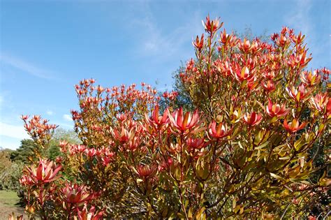 Leucadendron Salignum X Laureolum Rising Sun Faroutflora Flickr