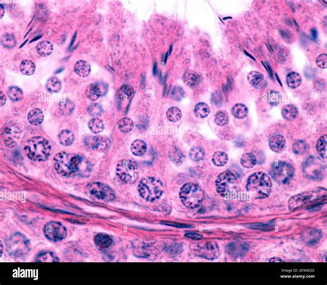 Sertoli Cells Histology