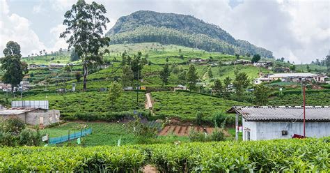 Visit Nuwara Eliya In A Tailor Made Tour Evaneos