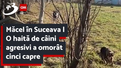 M Cel N Suceava O Hait De C Ini Agresivi A Omor T Cinci Capre