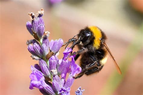 Ive Found A Dead Bumblebee Bumblebee Conservation Trust