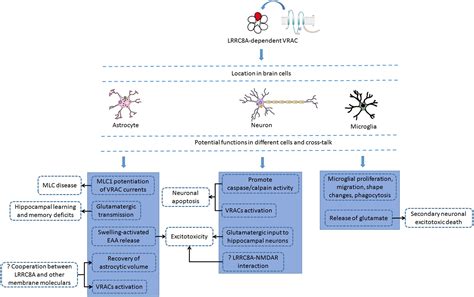 The Potential Role Of Leucine Rich Repeat Containing Protein 8a In