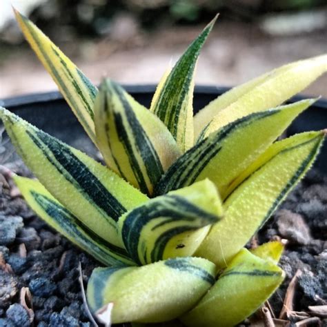 Jual Haworthia Viscosa Torquata Variegata Kaktus Sukulen Tanaman Hias