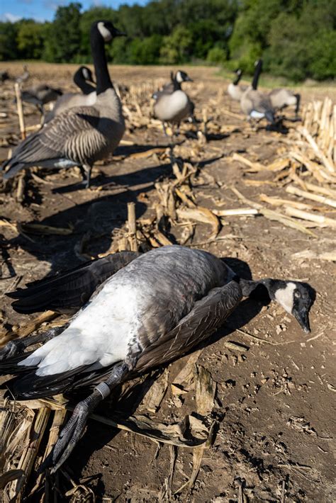 Aleutians Dsd Dave Smith Decoys Flickr