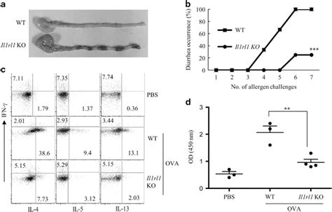 IL 33 Promotes Gastrointestinal Allergy In A TSLP Independent Manner