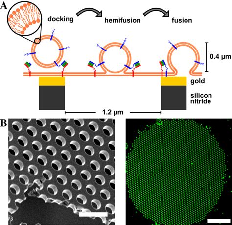 A Schematic Drawing Of The Model System For Snare Mediated Membrane Download Scientific