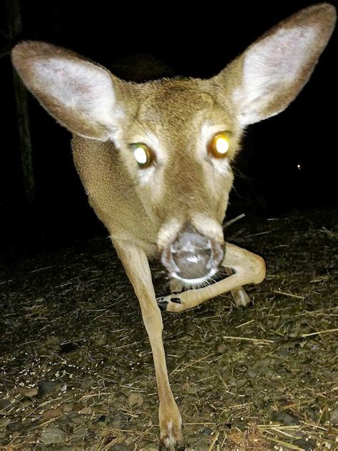 Pin by Delaware Water Gap~Pocono Moun on Poconos Wildlife | Wildlife ...