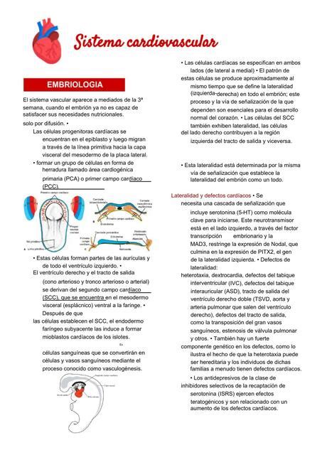 Resumen capítulo 1 Sistema cardiovascular Moore Anatomía con