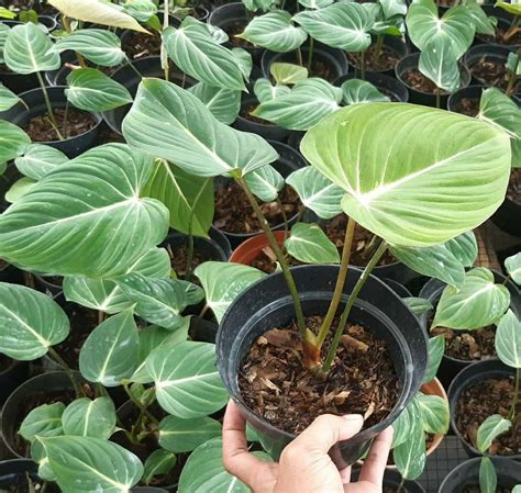 Rare Plants Philodendron Gloriosum Free Phyto Retail Etsy