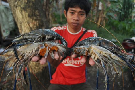 Udang Air Tawar Terbesar Newstempo