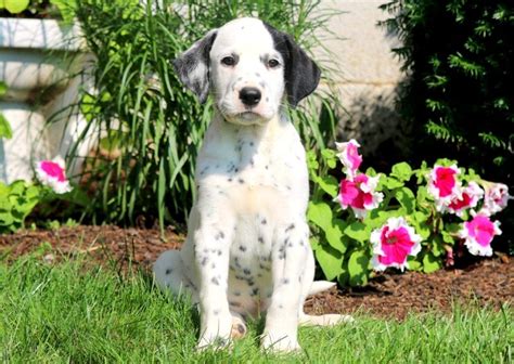 Dalmatian Puppies For Sale | Puppy Adoption | Keystone Puppies