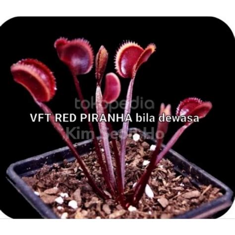 Jual Tanaman Hias Karnivora Pemakan Serangga Venus Flytrap Red Piranha