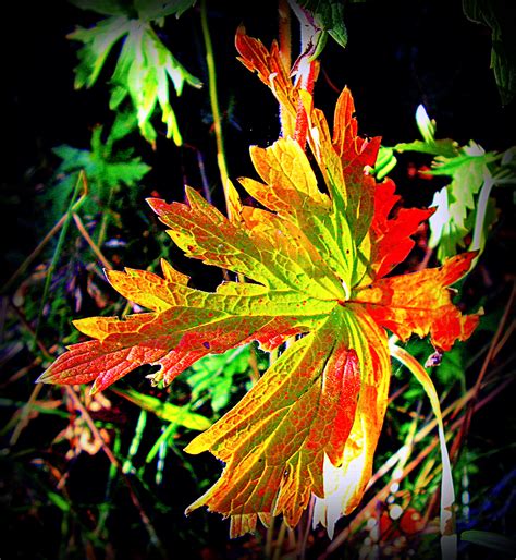 Maple Leaf Changing Colours by surrealistic-gloom on DeviantArt