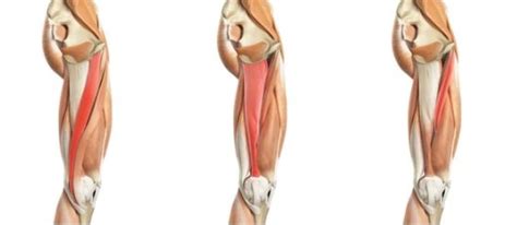 Muscles of the Lower Limbs — Human Anatomy