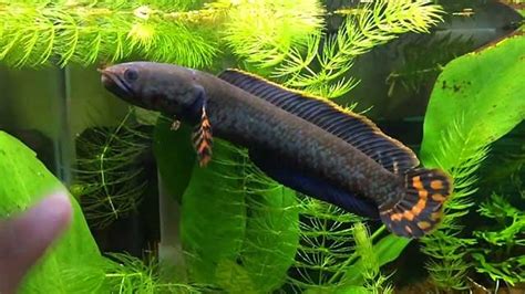 Ornamental Snakehead Fish, The Knowledge You Should Know When Raising Them