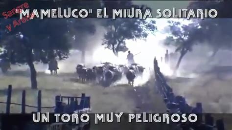 Mameluco El Miura Solitario Un Toro Muy Peligroso Parte Youtube