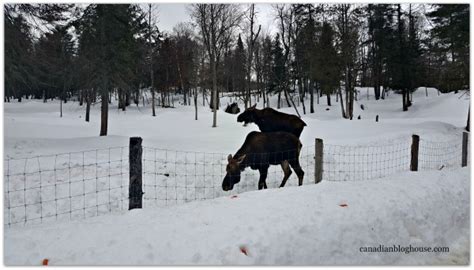 14 Reasons Why You Should Visit Parc Omega In Winter