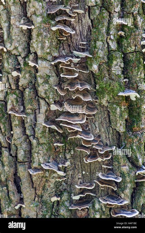 Turkey tail fungus Stock Photo - Alamy