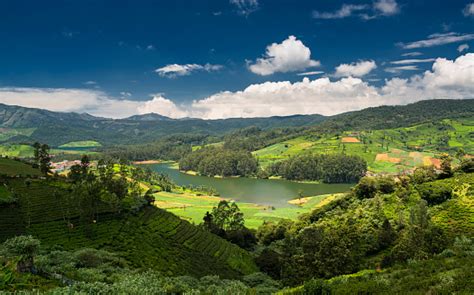 Tea Plantations Around The Emerald Lake In Ooty Stock Photo - Download ...