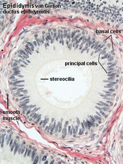 Bgda Practical Male Reproductive Tract Histology Embryology Artofit