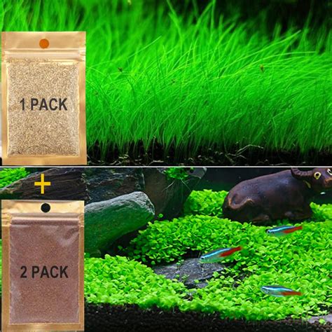 Live Aquarium Grass Seeds - Fast Growing Carpet & Mini Leaf Hair Grass for Freshwater Fish Tank