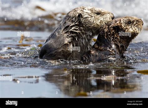 Sea Otter Enhydra Lutris Female With Pub In The Water Side View