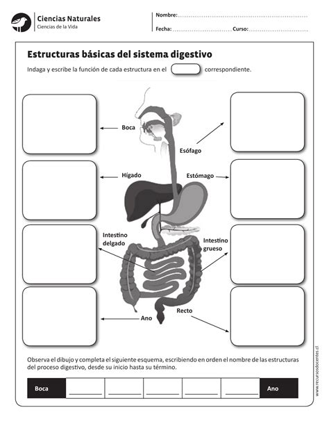 Sistema Digestivo Para Segundo De Primaria Actividades E02