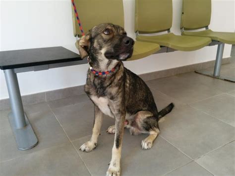 TARZAN perro adoptado en Orihuela Alicante Bambú difunde