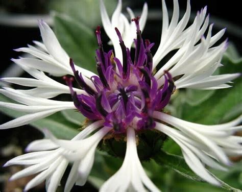 Centaurea Montana Amethyst In Snow Perennial Cornflower Etsy