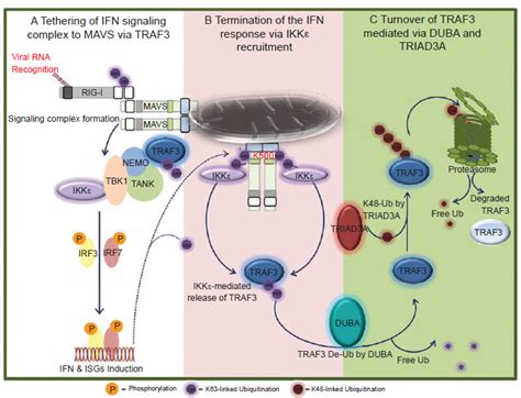 Schematic Representation Of Traf3 Mediated Positive And Negative Download Scientific Diagram