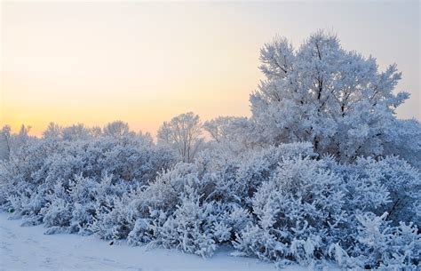 Kostenlose Foto Landschaft Baum Wasser Wald Gras Ast Schnee