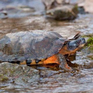 Spiny Softshell Turtle Facts and Pictures