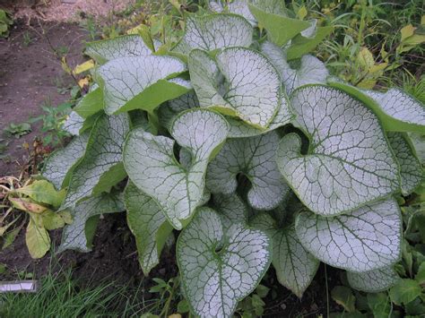 Brunnera ‘Jack Frost’ | Dariaus gėlės
