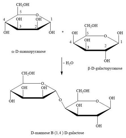 Using Haworth Projections For The Pyranose Rings Draw A Structure For