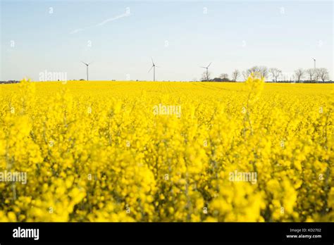 Canola Field In Bloom Stock Photo Alamy