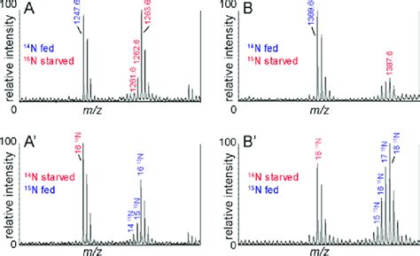 Examples Of MALDI TOF MS Spectra For Labeled And Unlabeled Peptides