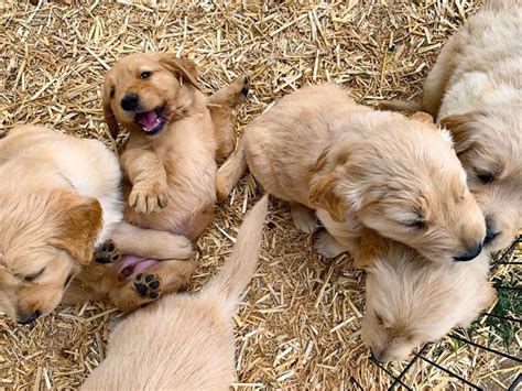 Rescued Puppy Mill Golden Retrievers Go Up For Adoption Saturday ...