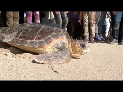 El Parc Natural De Mondrag Celebra El Aniversari Retornant Dues