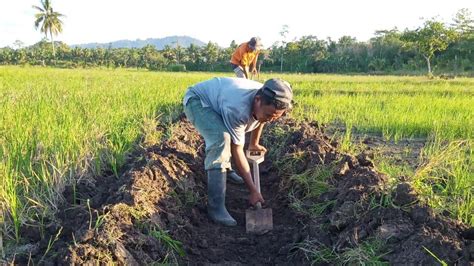 Jalankan Program RJIT Kementan Stabilkan Masa Tanam Petani Buton Utara